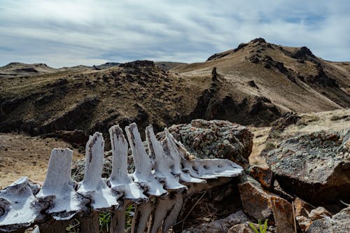 Ancient animal spine skeleton in rocky terrain