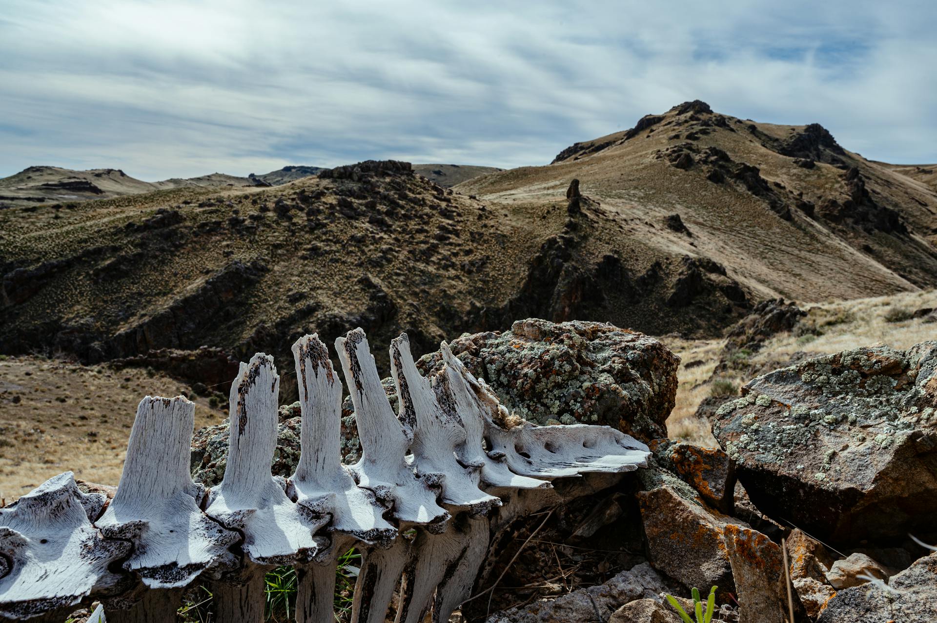 Ancient animal spine skeleton in rocky terrain