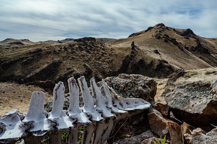 Ancient Animal Spine Skeleton In Rocky Terrain