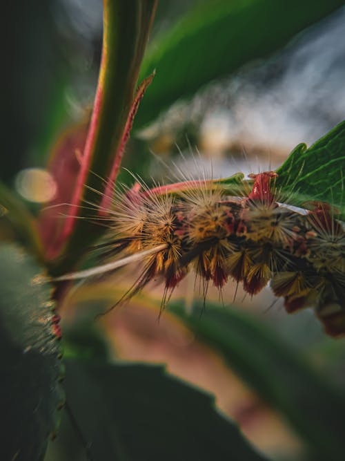 Brown and Green Plant in Close Up Photography