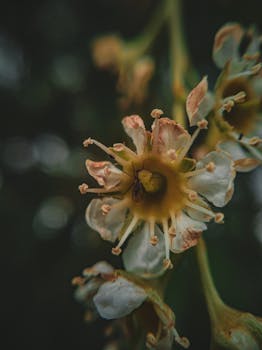 A detailed close-up photo capturing a bee on a delicate blooming flower with a blurred background.