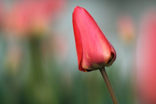 Fotobanka s bezplatnými fotkami na tému červené tulipány, exteriéry, farba
