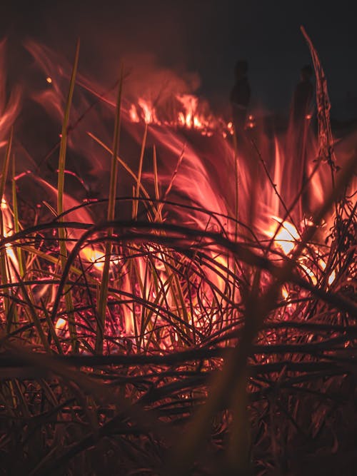 Grass on Fire at Night Time
