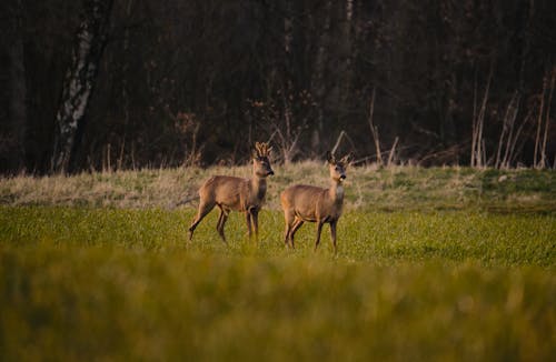 Ilmainen kuvapankkikuva tunnisteilla auringonlasku, auringonlaskun värit, eläin