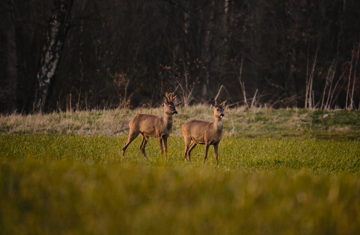 Free Two Deers on Green Grass Field Stock Photo
