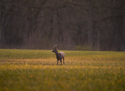 Brown Deer on Green Grass Field