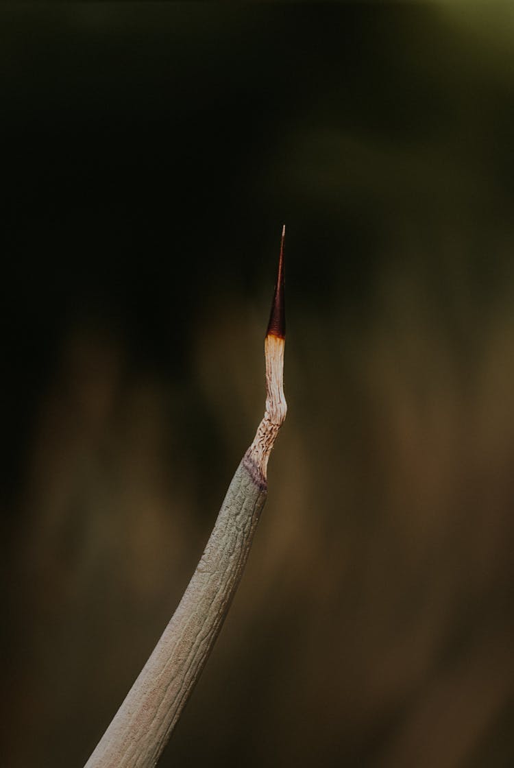 Sharp Edge Of A Stick