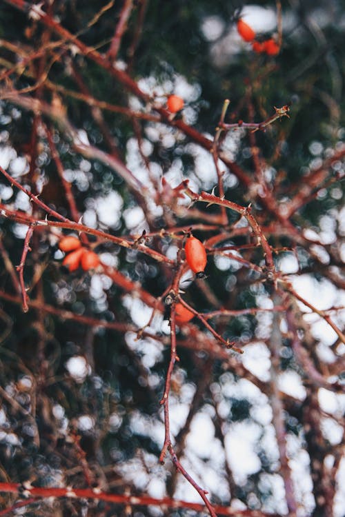 Red Oval Fruit on Tree Branch