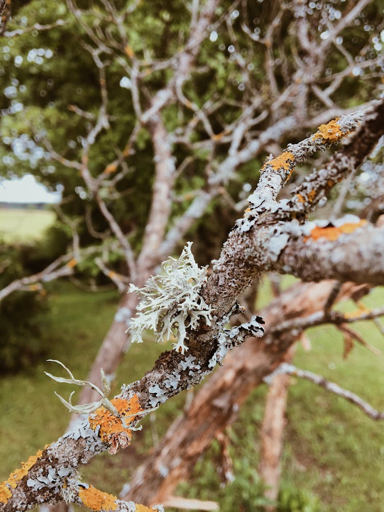 Tree Branch With Fungus