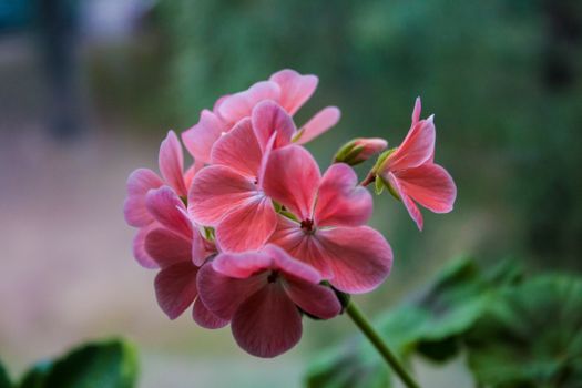 A vibrant close-up of pink geranium flowers in bloom showcasing delicate petals and fresh color.