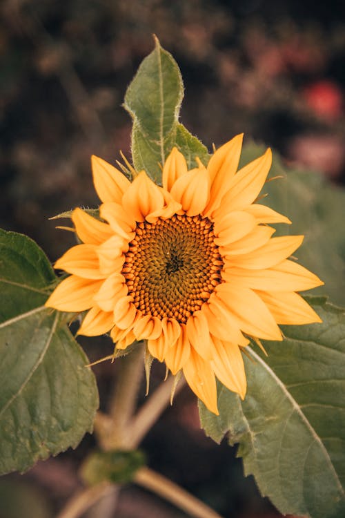 Blooming sunflower with green foliage