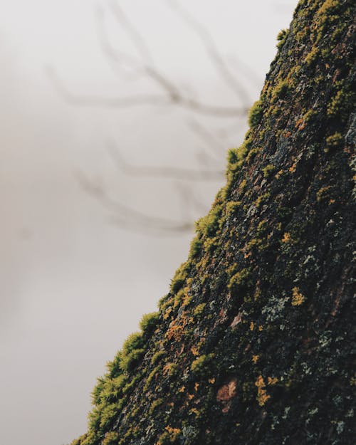 Textured bark of aged tree with pieces of green moss growing on blurred gloomy background