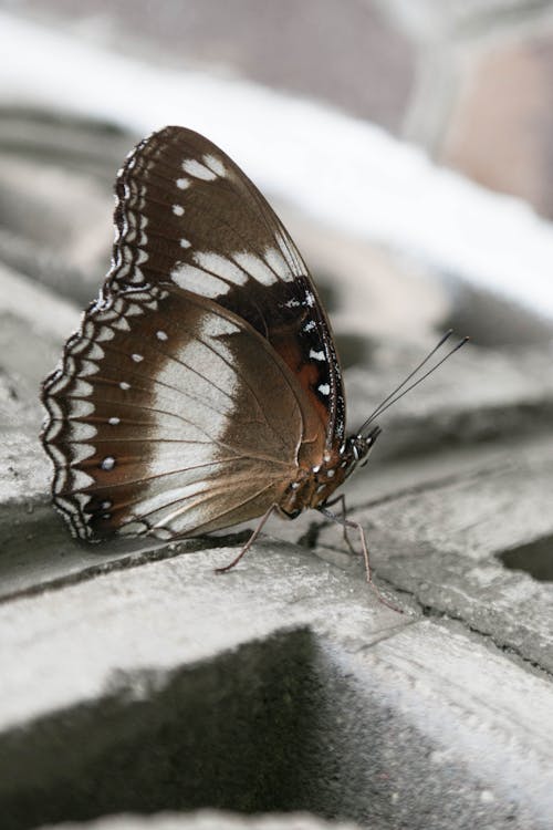 Free Close-up View of Butterfly Stock Photo