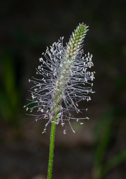 Green sprig of Plantago media plant with tender hairy leaves on blurred background of meadow