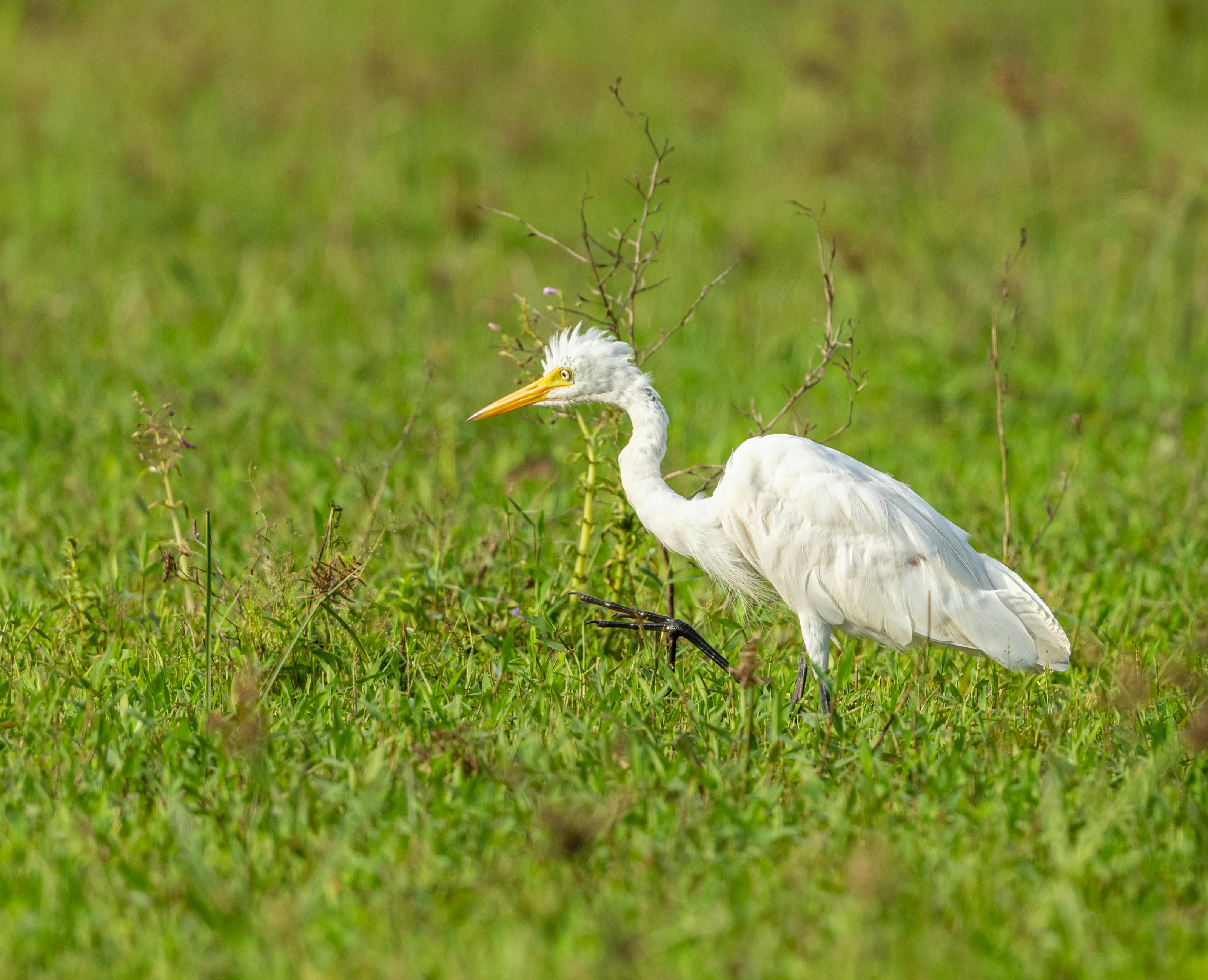 White Bird on Green Grass · Free Stock Photo