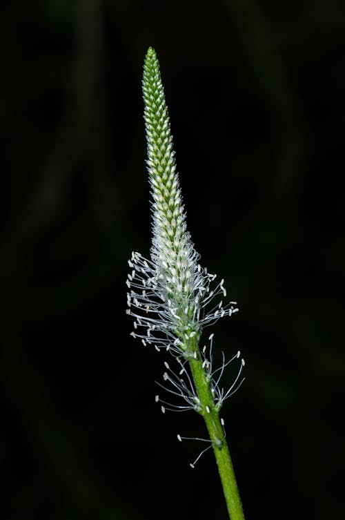 Free Single tall stem of Plantago media with gentle leaves on dark black background Stock Photo