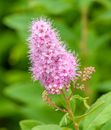 Hardhack blooming flower in foliage