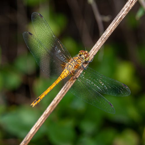 Brown Dragonfly on Brown Stick