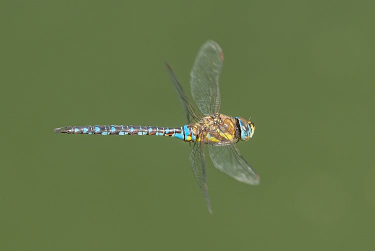 Dragonfly With Colorful Body In Flight