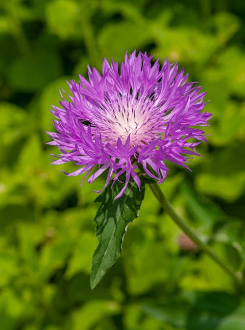Free From above of majestic Centaurea dealbata flower with green leaf on stem in bright sunlight Stock Photo