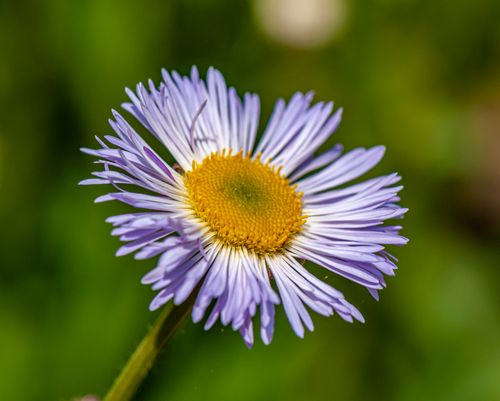 Free Closeup of blooming Aster tongolensis flower with yellow heart on blurred green background Stock Photo