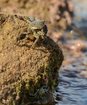 Close-up of a crab perched on a moss-covered rock at the ocean shore during daylight.