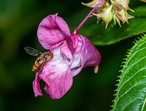 Hoverfly on blooming exotic flower