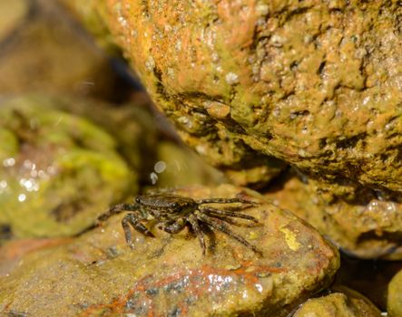 From above of single wet crab on slippery brown rocks in soft light