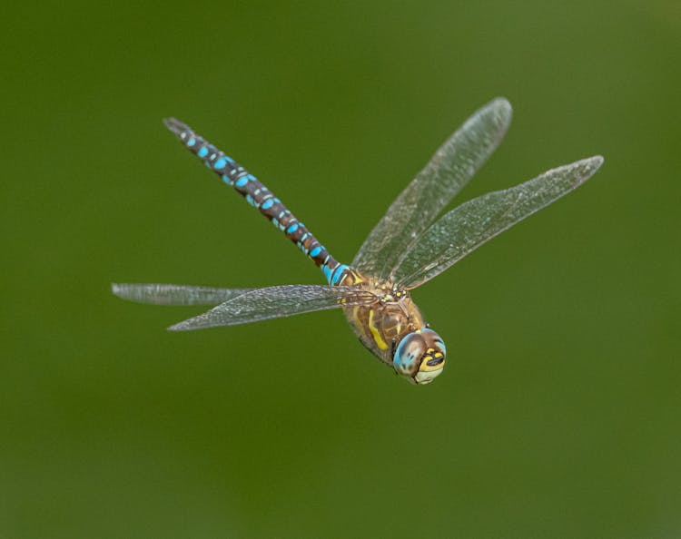 Colorful Dragonfly Flying In Nature