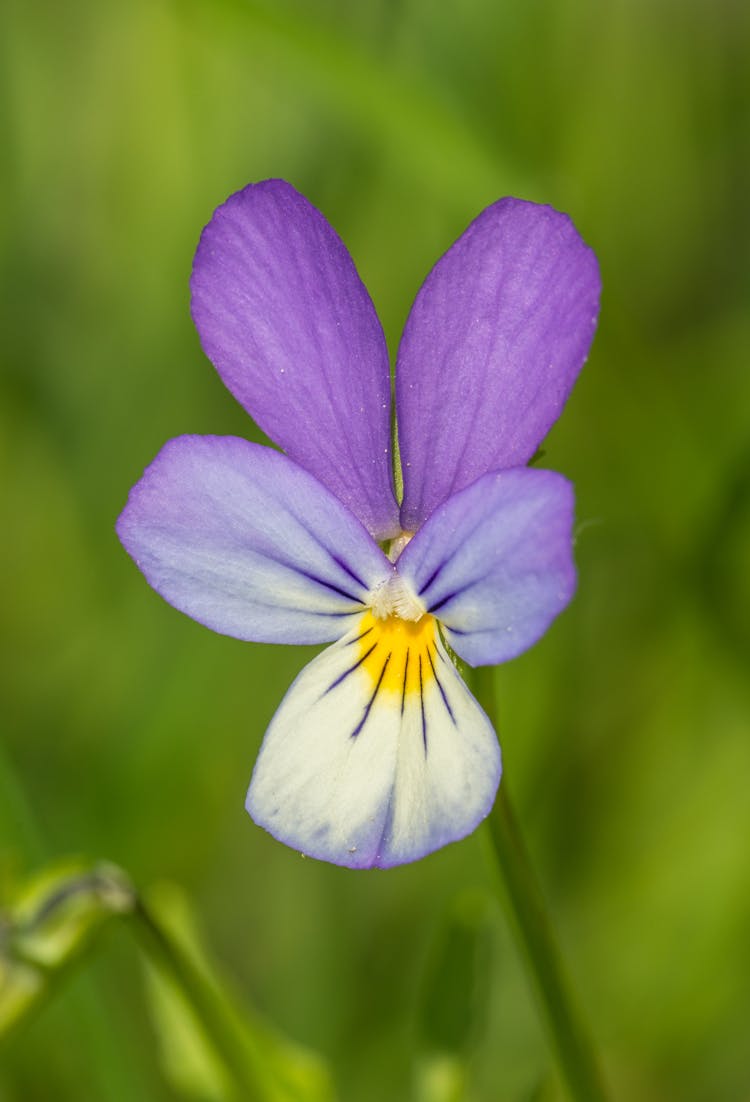 Purple Pansy In Bloom