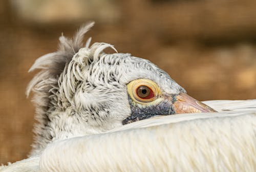 Foto stok gratis binatang, bulu, burung