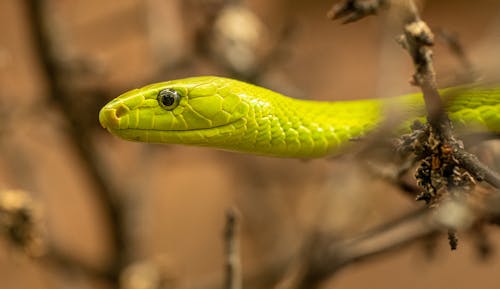Green Snake in Close Up Photography