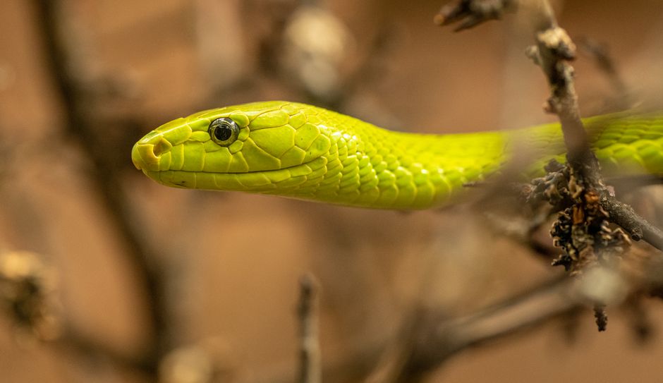 Detailed portrait of an eastern green mamba snake in its natural habitat.