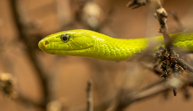 Green Snake In Close Up Photography