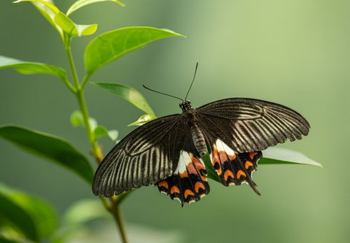 Free Closeup of exotic Pachliopta aristolochiae butterfly on leaf of green plant on blurred background Stock Photo