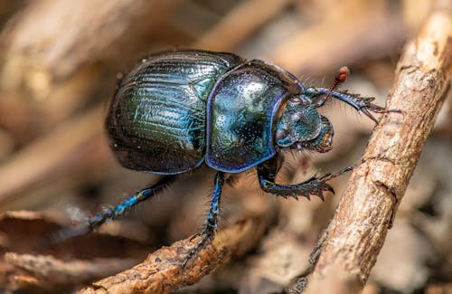 Blue and Black Beetle on Brown Wood