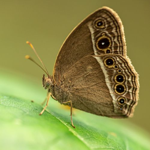 Free Close-up of a speckled wood butterfly resting on a green leaf with intricate wing patterns. Stock Photo