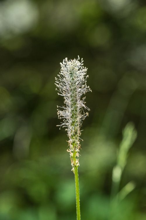 Free Closeup of tender blossoming thin plant growing on meadow with blurred background of nature Stock Photo
