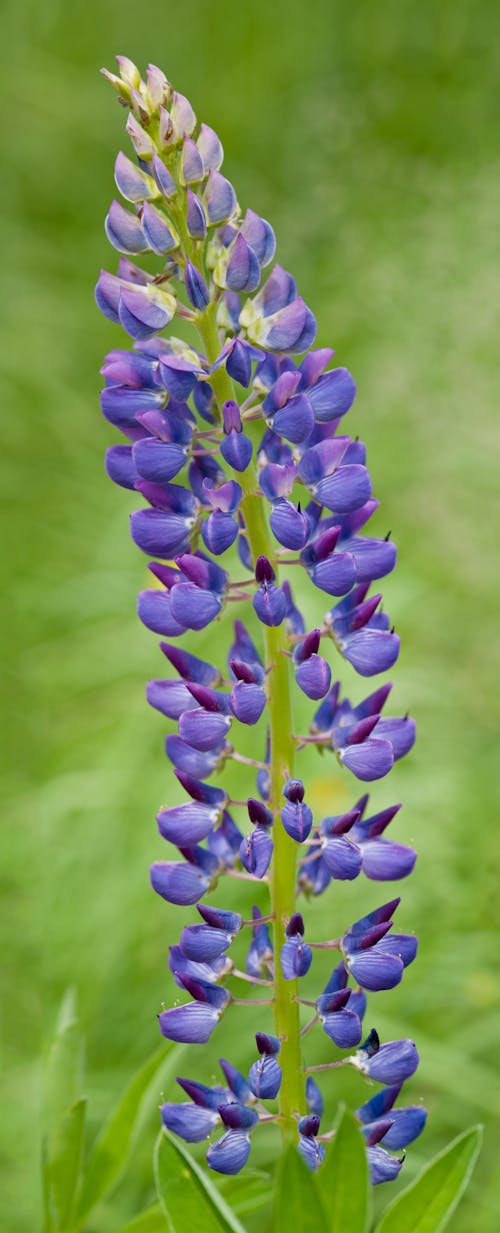Violet colored blossom of Lupinus angustifolius growing in lush foliage of green lawn