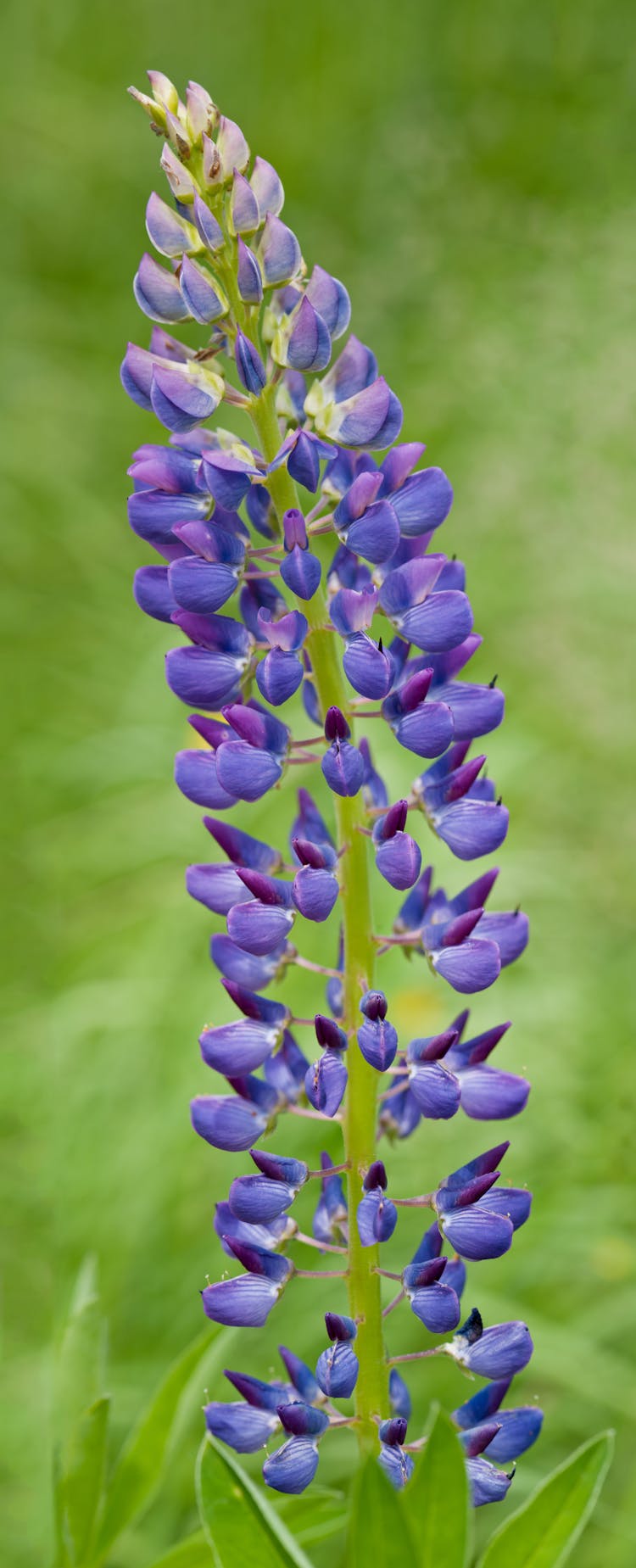 Blooming Lupin Flower In Meadow