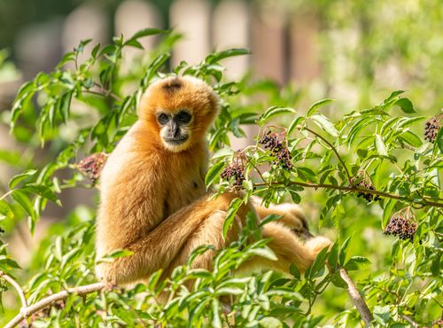 Free Cute little monkey with brown fur sitting on branch in lush vegetation with berries Stock Photo