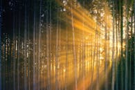 Bright sun rays penetrating tall tree trunks growing in picturesque lush forest during sunset