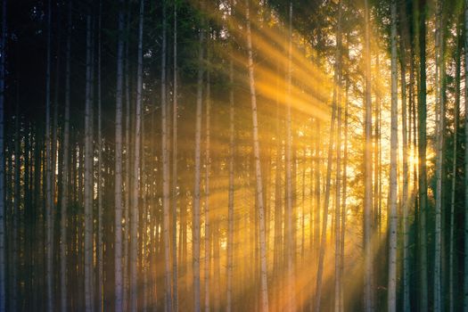 Bright sun rays penetrating tall tree trunks growing in picturesque lush forest during sunset