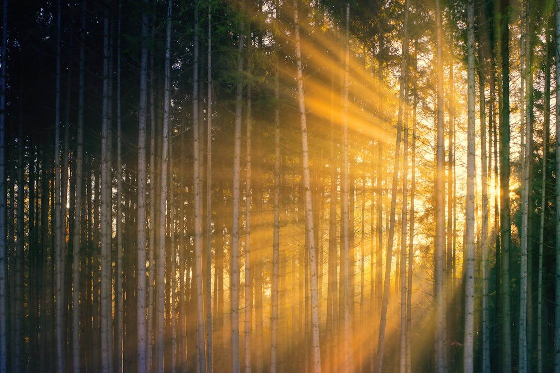 Sun rays shining through trees in forest during sundown · Free Stock Photo