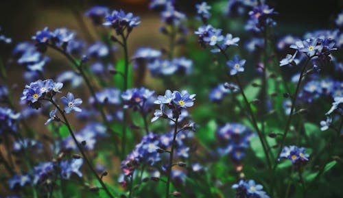 무료 꽃, 꽃 피는 식물, 꽃이 피는의 무료 스톡 사진