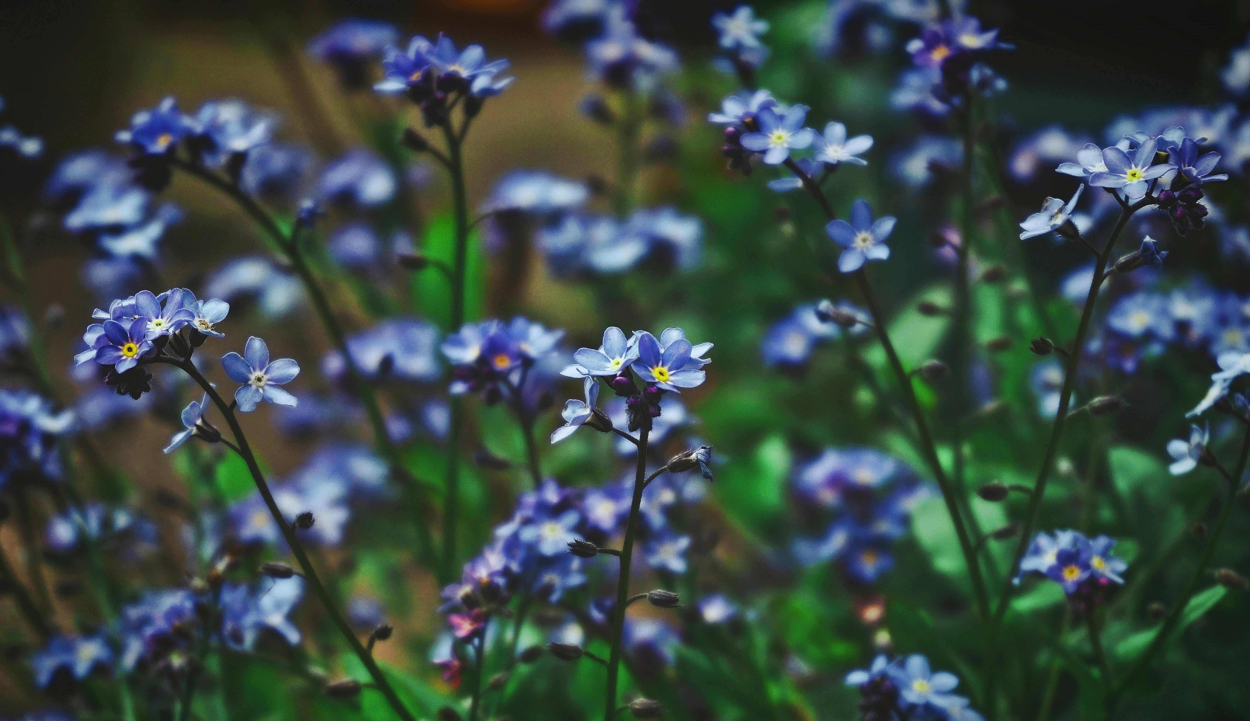Purple Flowers in Tilt Shift Lens · Free Stock Photo