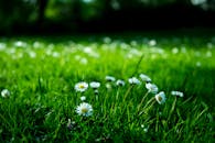 明亮的日光下，草地上郁郁葱葱的绿色中，雏菊盛开的特写