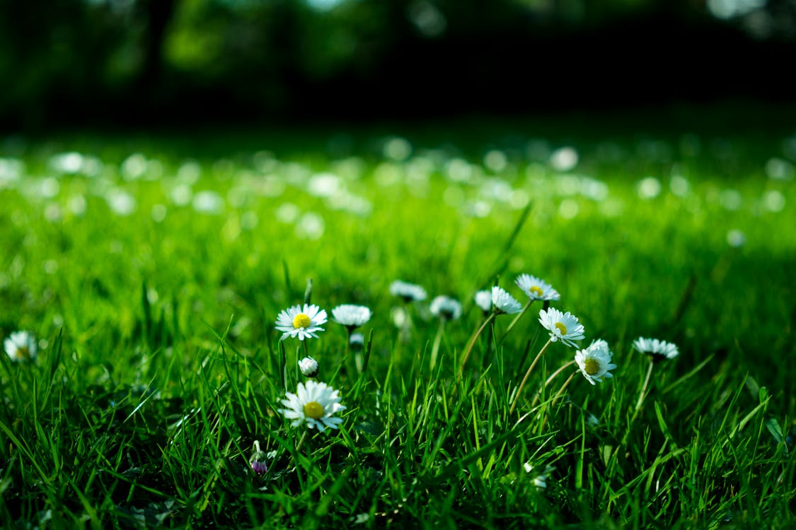 Witte Margriet Op Grasveld