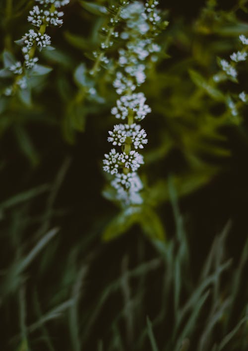 White Flower in Tilt Shift Lens