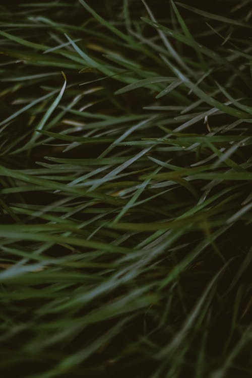 Green Grass in Close Up Photography